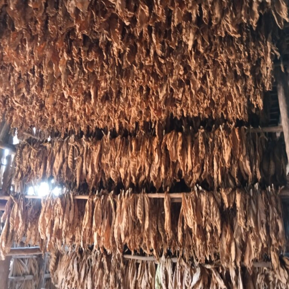 Susenje duvana u listu - Kvalitet duvana određuje vrednost cigare.